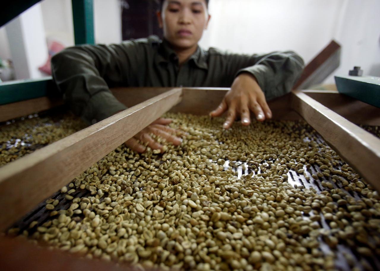 A woman checks coffee beans that are sorted by size at a coffee factory in Hanoi, Vietnam November 22, 2016. Photo: Reuters